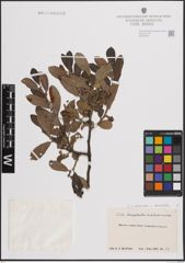 Foto von Salix atrocinerea Brot. x Salix dasyclados Wimm.